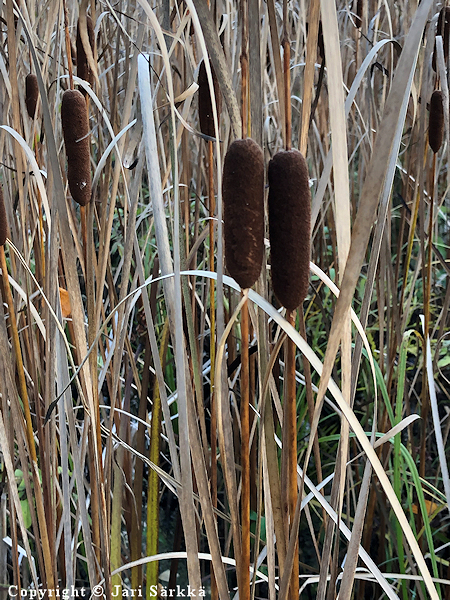 Typha angustifolia, kapeaosmankmi